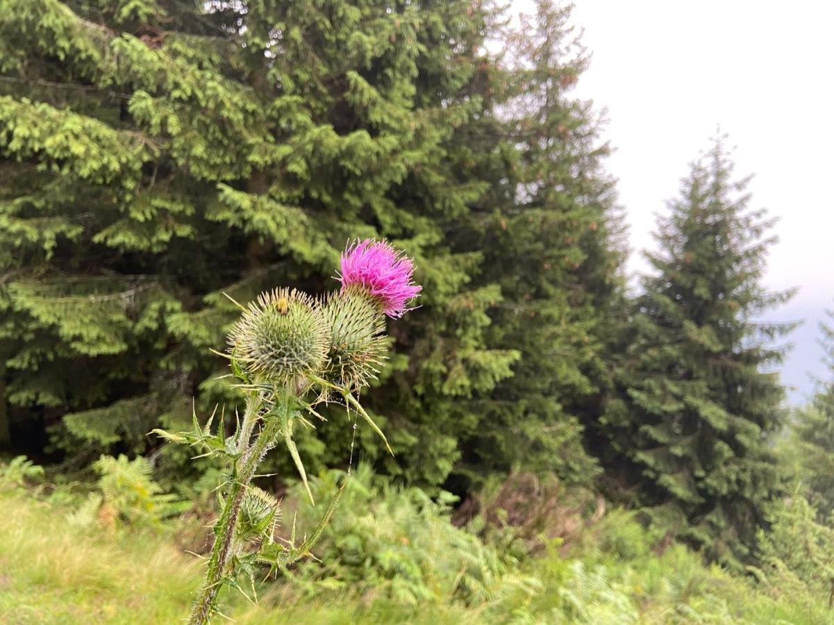 Do-Minus Mountain Cottage&mini spa Monte Carasso Esterno foto